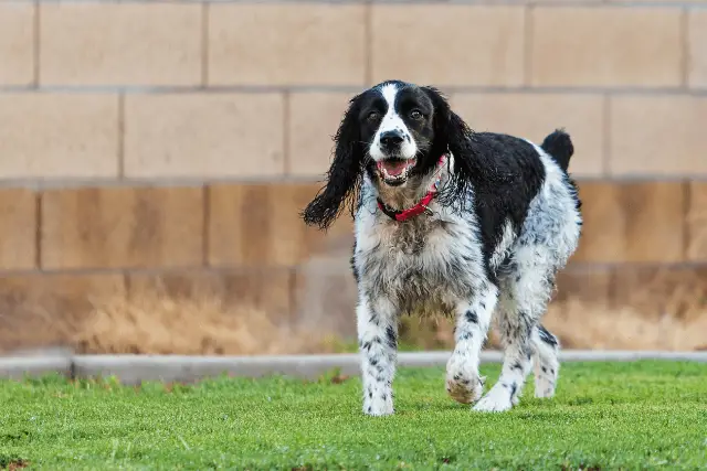 English Springer Spaniel