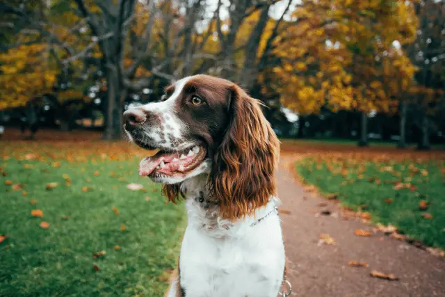 English Springer Spaniel