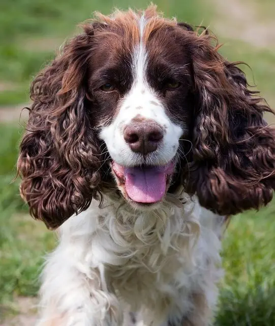 Springer Spaniel Inglés