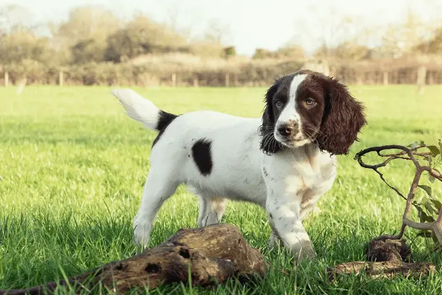 English Springer Spaniel puppy