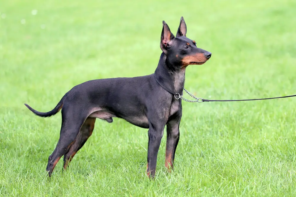 englsih toy terrier