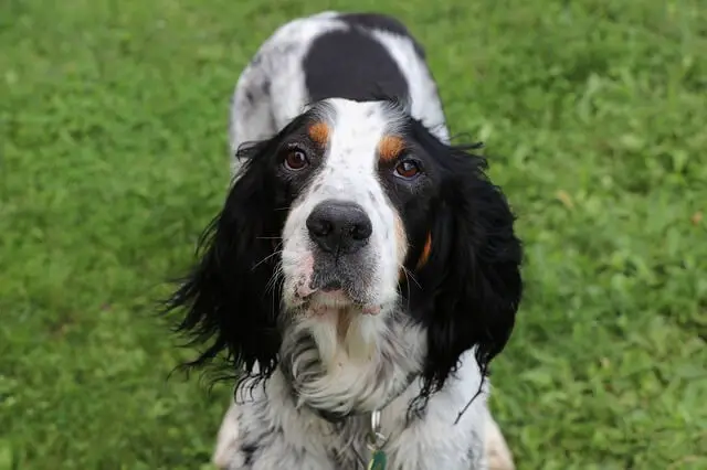 english setter looking