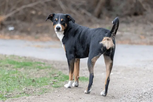 Entlebucher Mountain Dog