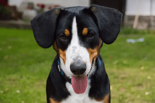 Entlebucher Mountain Dog