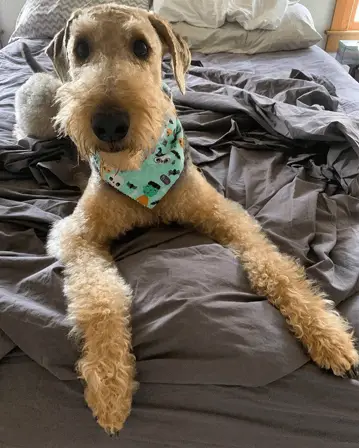 ernie the airedoodle