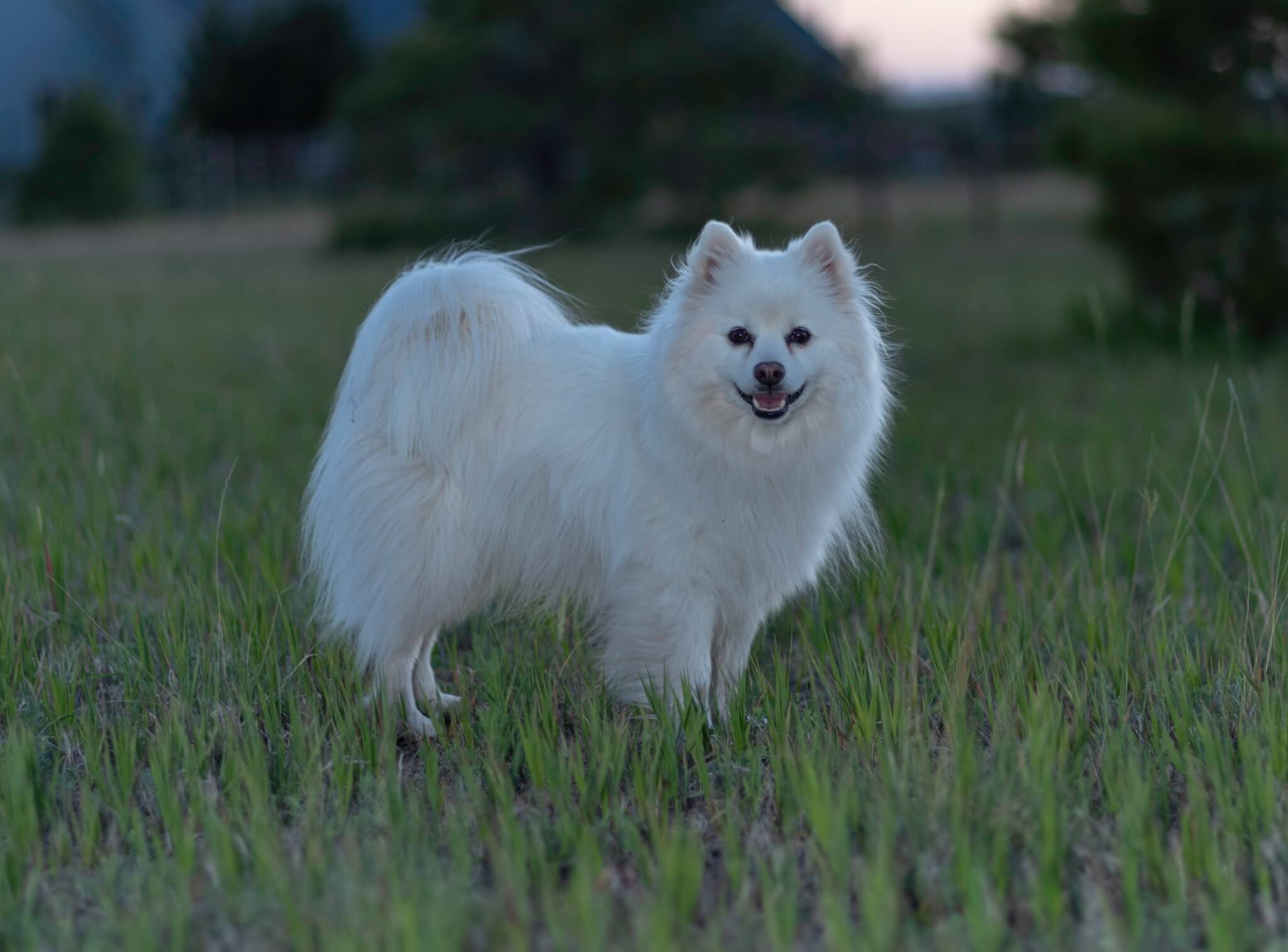 Perro Esquimal Americano