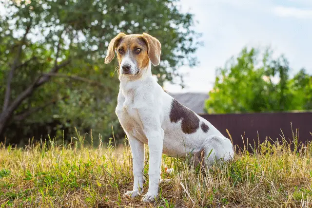 Estonian Hound