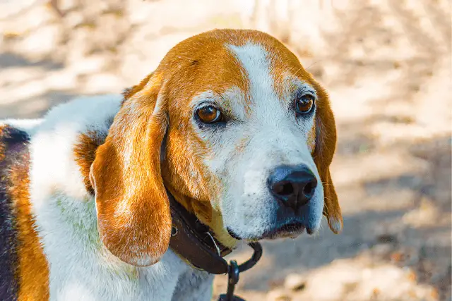 Estonian Hound