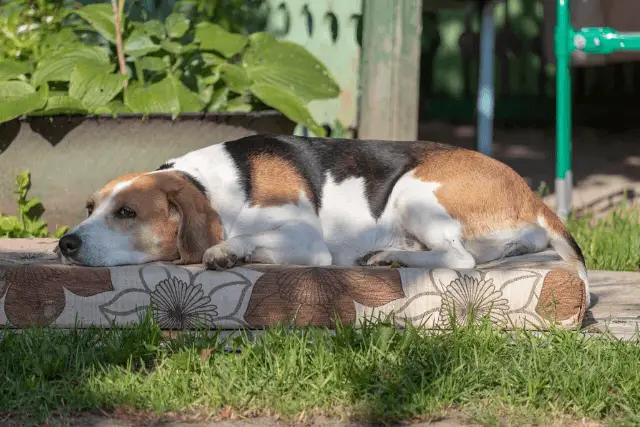 Estonian Hound