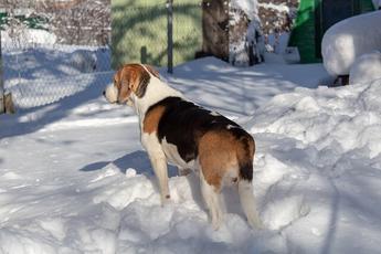 are estonian hound aggressive