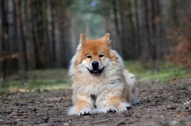 euroazijski pas u šumi