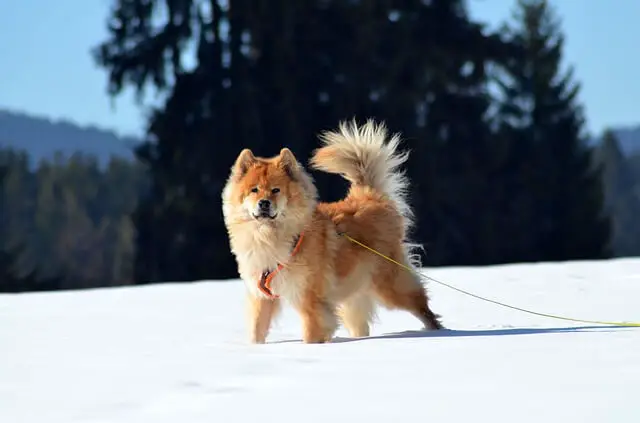 euroazijski pas na snijegu