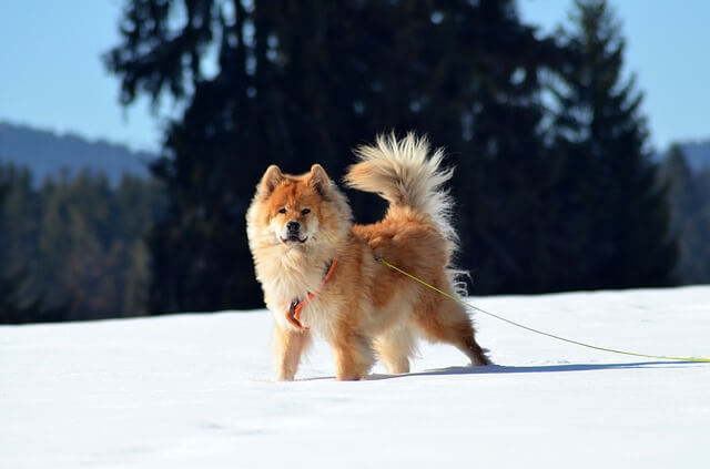 eurasian on snow