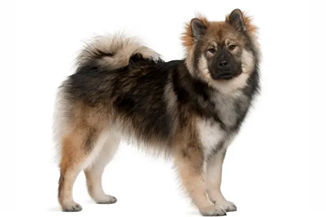 Eurasier