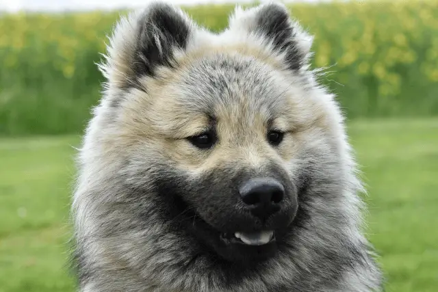 Eurasier | Dog Breed Info, Guide & Care