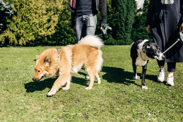 Eurasier