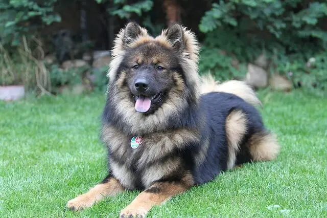 eurasier dog