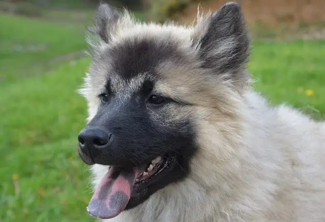 eurasier s mrljoim na jeziku