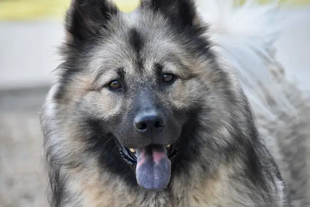 eurasier tongue