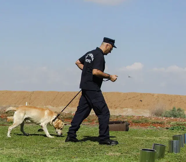 explosive detection dog training