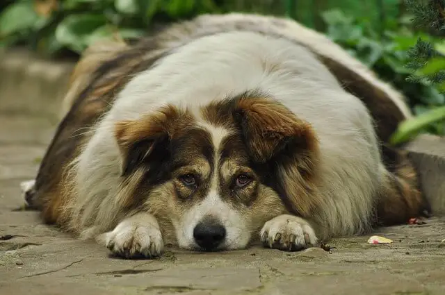 fat dog laying