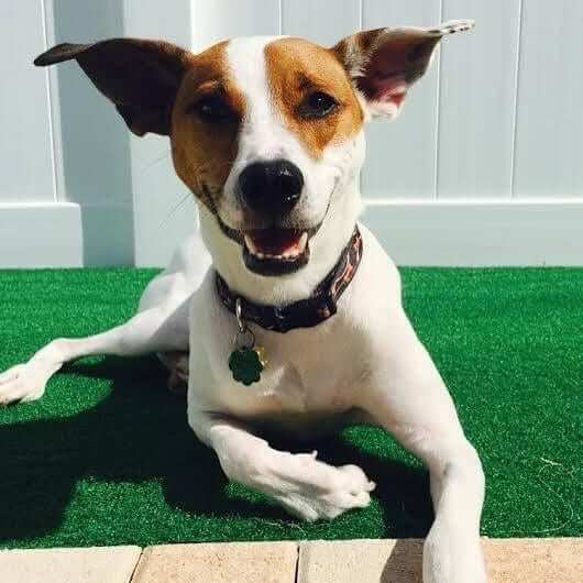 Jack russell mountain feist 2024 mix