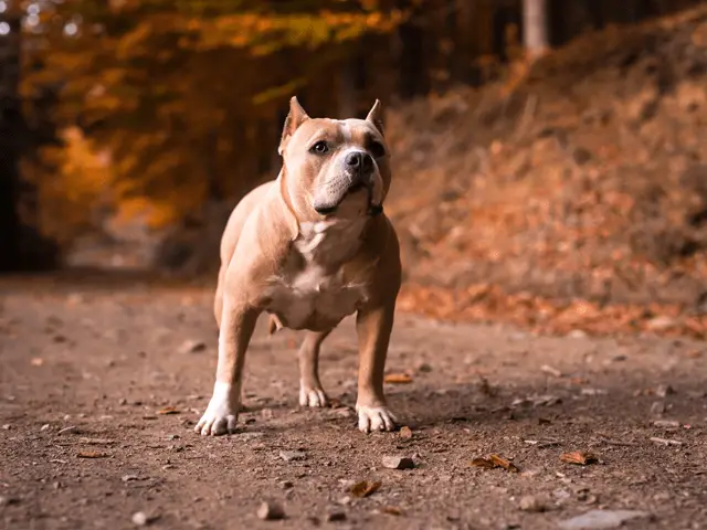 female american bully