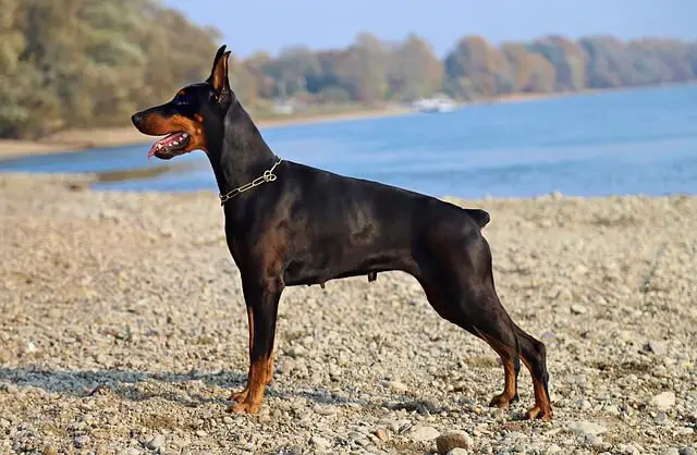 female doberman on the beach