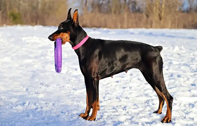 female doberman with a toy