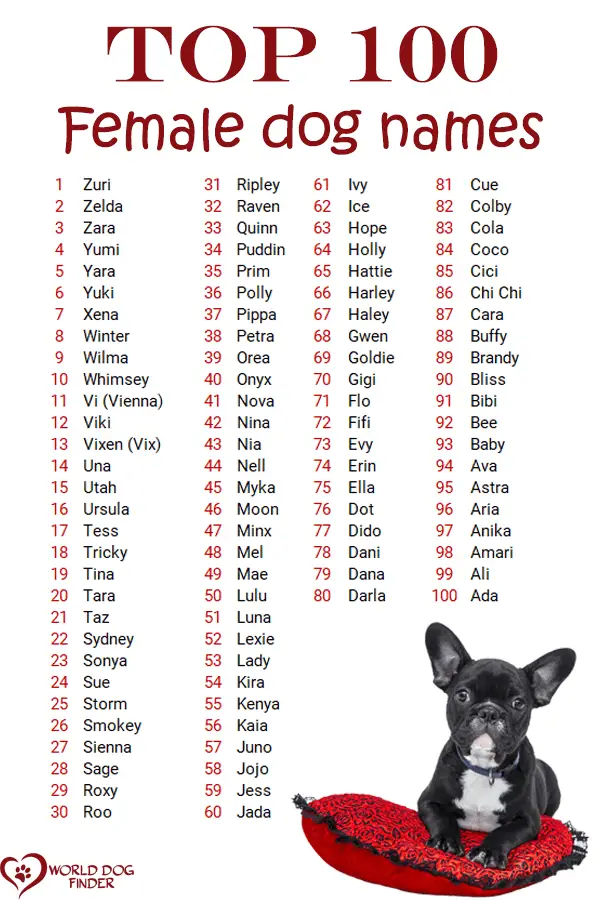 100 Female Dog Names - World Dog Finder