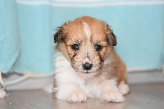 primer plano de cachorro hembra