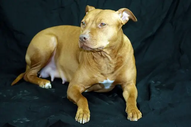 female red nose pitbull