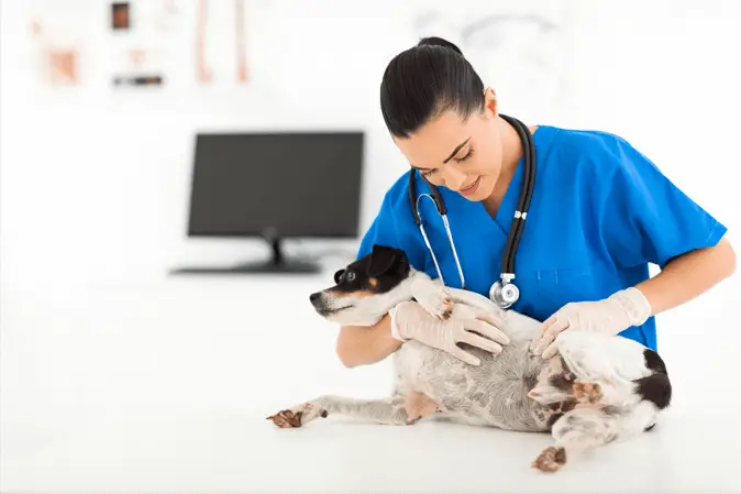female vet checking dog