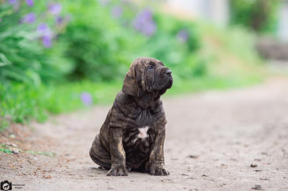 Fila Brasileiro