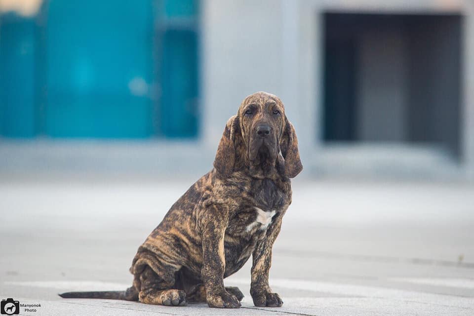 Fila Brasileiro