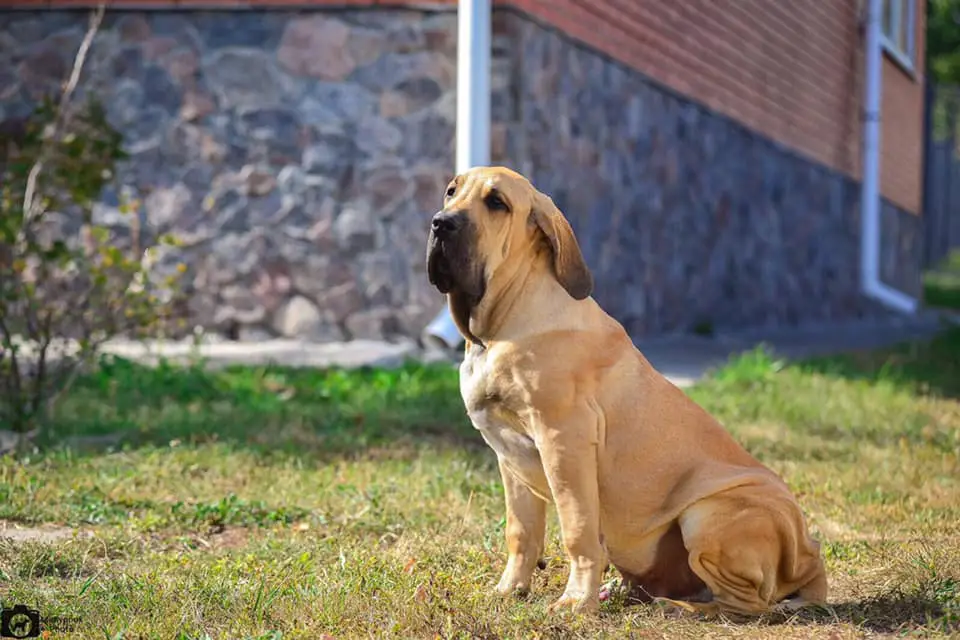 Fila Brasileiro