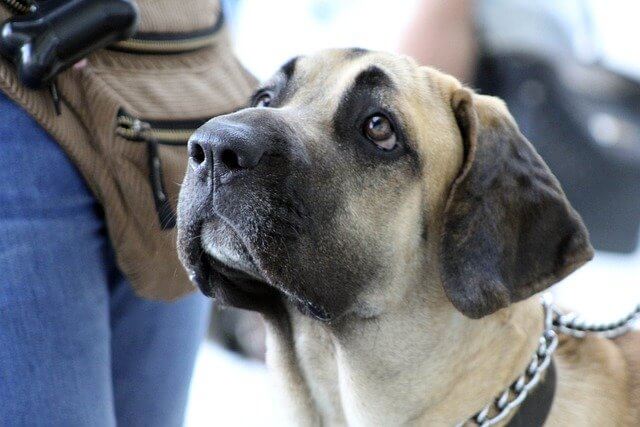 fila-brasileiro