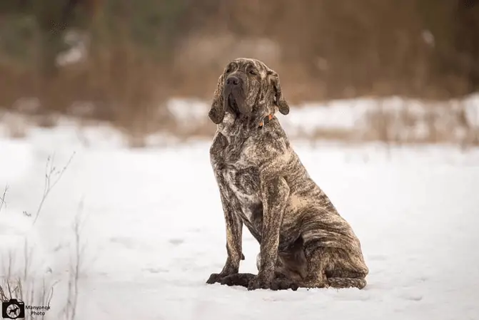 Fila Brasileiro