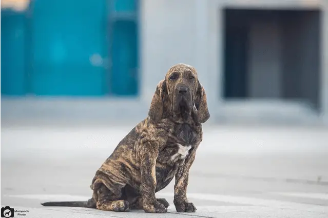 fila brasileiro sitting