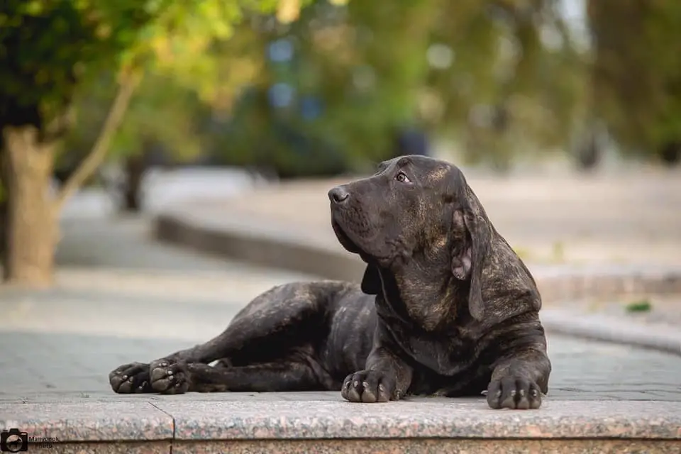 Fila Brasileiro