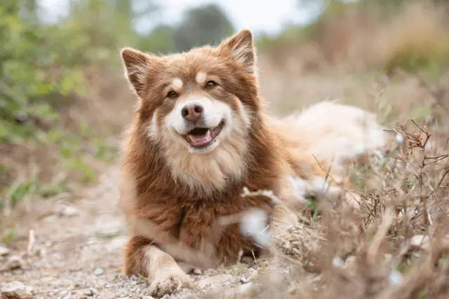 Finnish Lapphund