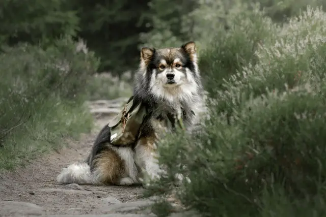 Finnish Lapphund