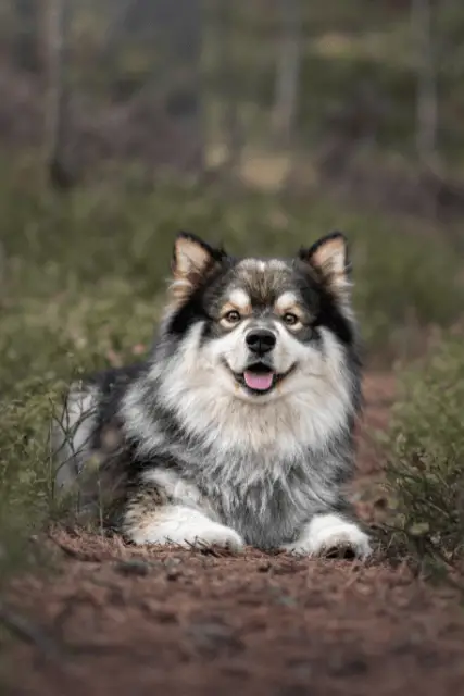 Finnish Lapphund