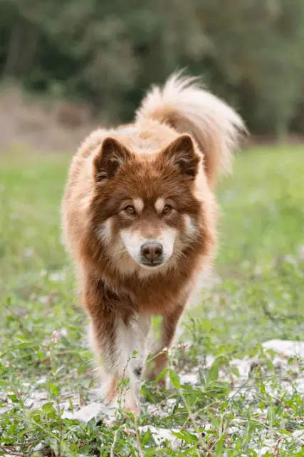 Finnish Lapphund