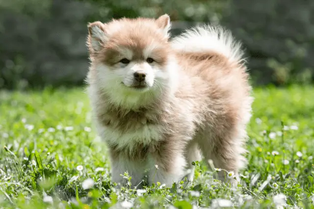 Finnish Lapphund