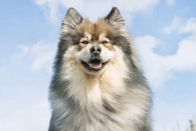 Finnish Lapphund