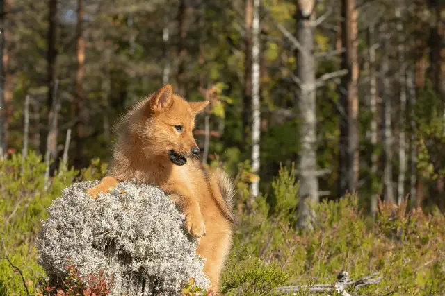 Finnish Spitz