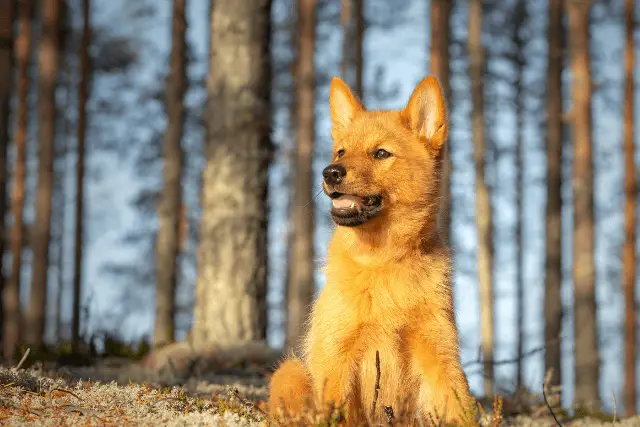 Finnish Spitz