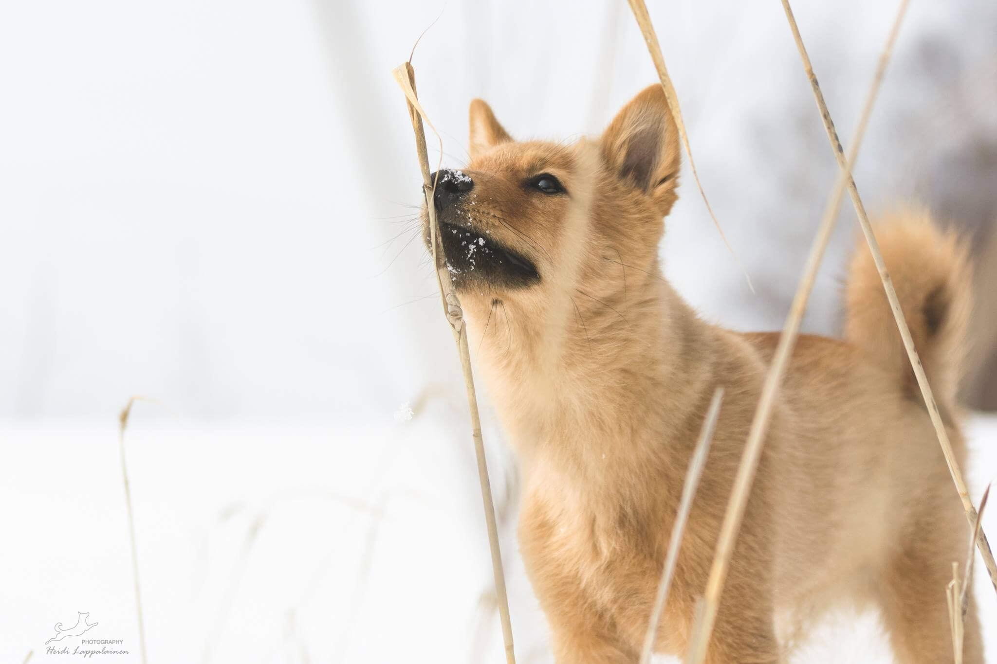 finnish spitz