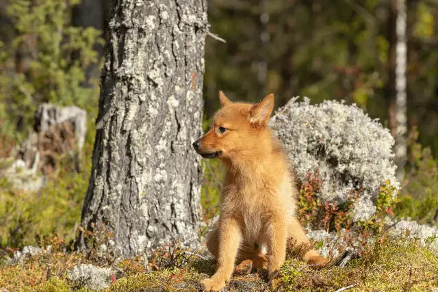 Finnish Spitz